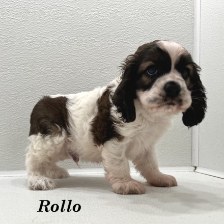 puppy, for, sale, Cocker Spaniel, Joe & Cherri  Overlease, dog, breeder, Miller, MO, dog-breeder, puppy-for-sale, forsale, nearby, find, puppyfind, locator, puppylocator, aca